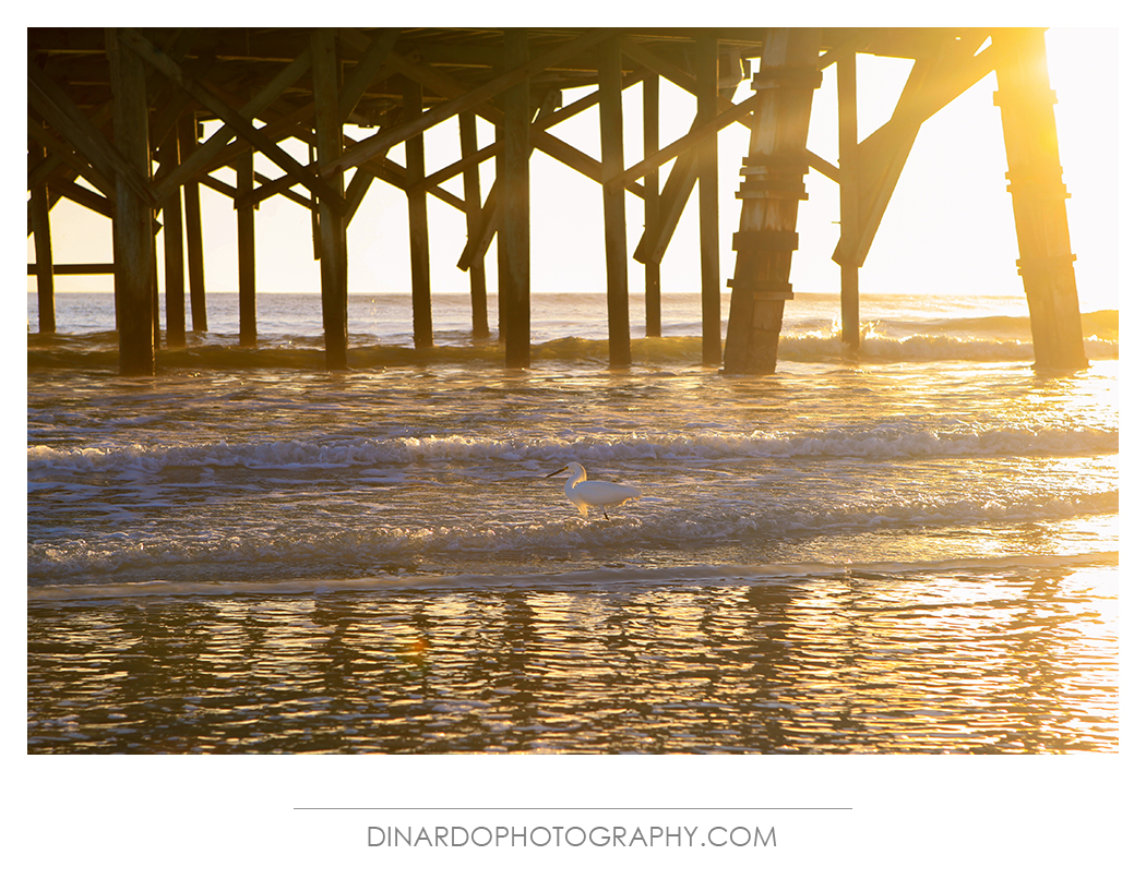 Egret Sunrise Beach 