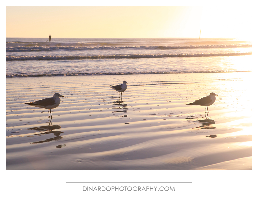 Seagulls at the beach